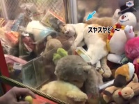 この中に本物がいます、とかじゃなく！UFOキャッチャーの中で眠る猫、捕獲されそうになっても絶対に起きないんだからもぅ。