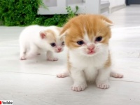 尊くて悶絶。生後3週間の子猫が妹に走り方を教えようとがんばる