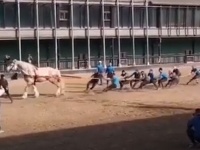 リアル馬力！馬1頭と人間10人が綱引き勝負、その結末は？
