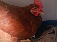 うまれるまで、もうちょっとかな？ 卵みたいにモンスターボールをあっためるニワトリちゃんに癒される