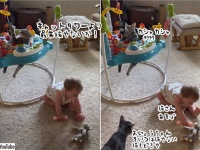 人間の赤ちゃん用遊具を占拠する猫、無心におもちゃで遊び倒す