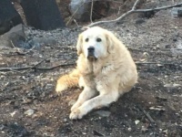 山火事で焼け落ちた家の跡地から離れず、いつまでも家を守ろうとしていた犬（アメリカ）