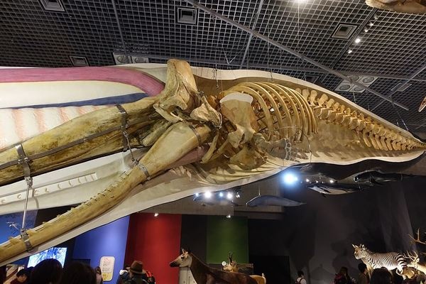 マッコウクジラの標本
