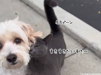 散歩中の犬を見つけると、どこまでもひっついて離れない猫。そのまま家族になる