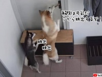 ハスキーの部屋から脱出大作戦。お互いに助け合う姿がかわいすぎた