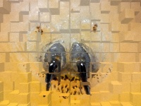 科学者がまた体を張った。自らの体にヒトヒフバエの幼虫を寄生させたままその様子を観察した科学者（※昆虫出演中）