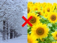 珍しい組み合わせ