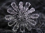 こんなに美しいものが降ってくる！　雪の結晶写真１４枚