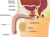 「陰茎」と「陰嚢」の移植手術（depositphotos.com）
