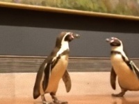 ペンギンだってアートは楽しめますから。ロックダウン中の美術館めぐりをするペンギンズ