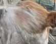 「どんくさかわいい100点満点」「優勝」　水を飲むのが下手すぎる犬に3.1万人癒される