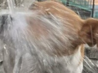 「どんくさかわいい100点満点」「優勝」　水を飲むのが下手すぎる犬に3.1万人癒される