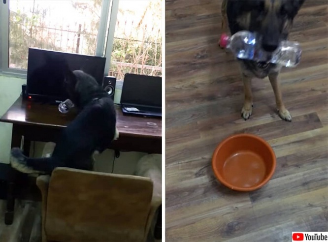 わかるだろ、やらせんな。賢い犬が水を要求する時のジェスチャー