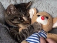 ねぇ、あれはどこ？あれがないと眠れないの。ぬいぐるみを抱っこして眠りにつく子猫