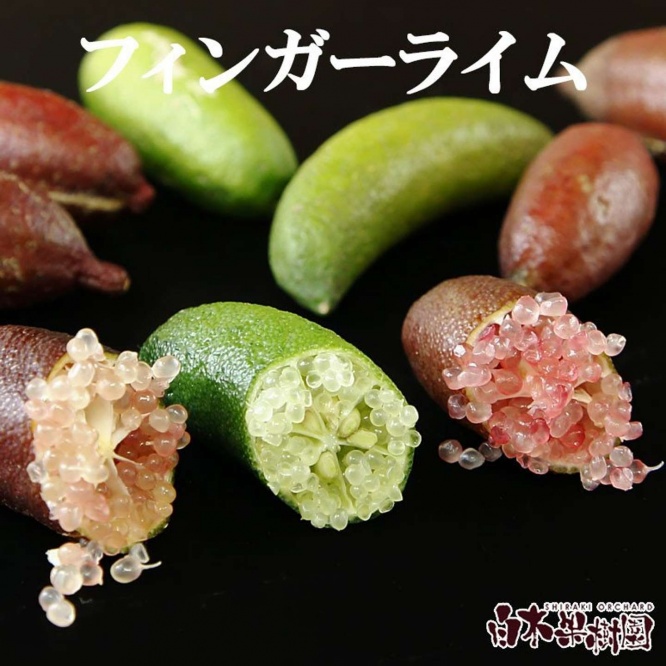 高知県 土佐市「フィンガーライム 約100g」10000円(ふるさとチョイスより)