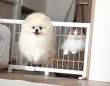 ポメラニアンが猫に育てられると〝こう〟なります　「もう猫ですね」と1.9万人にっこり
