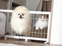 ポメラニアンが猫に育てられると〝こう〟なります　「もう猫ですね」と1.9万人にっこり