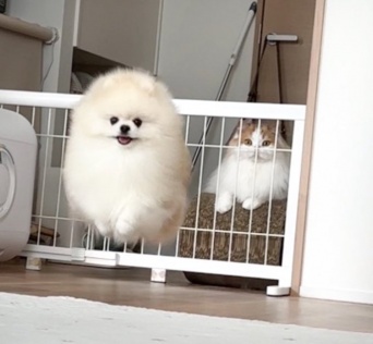 ポメラニアンが猫に育てられると〝こう〟なります　「もう猫ですね」と1.9万人にっこり