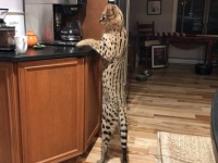 これは目撃した方もびっくり。ペットのサーバルキャットが家を逃走。3日後に無事飼い主のもとへ（アメリカ）