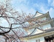 関東屈指の桜の名所・小田原城でのお花見がたのしいっ　4月4・5日の「おでんサミット」もお見逃しなく【2026年レポート】
