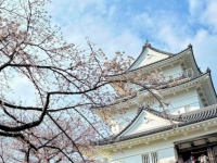 関東屈指の桜の名所・小田原城でのお花見がたのしいっ　4月4・5日の「おでんサミット」もお見逃しなく【2026年レポート】