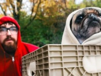 元捨て犬だったパグのチャックさん、ETのコスチュームでハロウィンを楽しむ