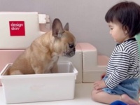 いつも一緒にいようね！生後6か月と16か月。赤ちゃんとフレブルの間に結ばれた大切なキズナのビフォーアフター
