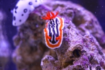 この三連休に行きたい！　‟ウミウシ”にフィーチャーした特別展「海のカラフルモンスター ウミウシリウム」