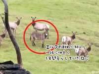 5年間行方不明だったロバ、エルクの群れに受け入れられ仲良く一緒に暮らしていた