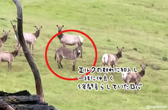 5年間行方不明だったロバ、エルクの群れに受け入れられ仲良く一緒に暮らしていた
