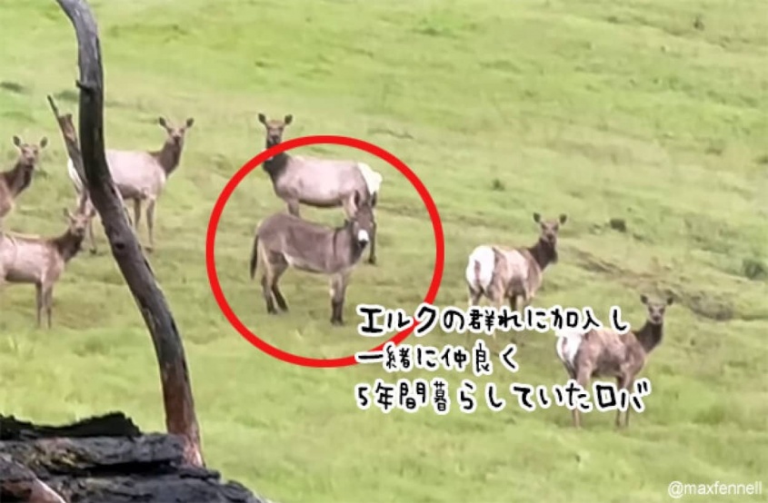 5年間行方不明だったロバ、エルクの群れに受け入れられ仲良く一緒に暮らしていた