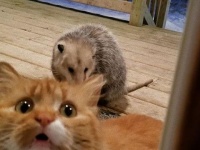 飼い主は見た。オポッサムにご飯を取られた猫の表情が雄弁だった。
