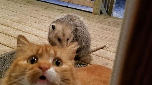 飼い主は見た。オポッサムにご飯を取られた猫の表情が雄弁だった。