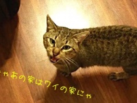 いや、うち猫飼ってないんだけど…いつのまにか家の中に猫たちのいる風景