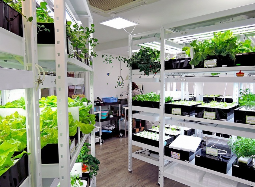 レンタル水耕菜園「たなばたけ すくすく」（編集部撮影）