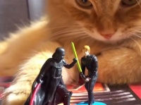 スターウォーズフィギュアでごっこ遊びをしてた猫が暗黒面に落ちる瞬間
