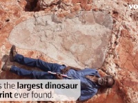 世界最大の恐竜の足跡をオーストラリアで発見！