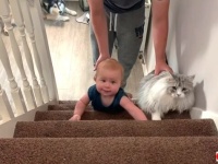 マラミュートと猫の「がんばれがんばれ、あと少し！」赤ちゃんが階段を上るのを見守るペットたち