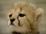 チーターの赤ちゃんがかわいすぎて悶絶してしまうッ…！