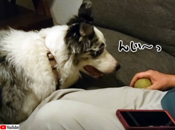 世界一辛抱強い犬かもしれない。居眠りしてしまった飼い主がボールを投げてくれるまで待ち続ける犬
