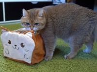 ロシアのアイドルキャット、ホシコさんとぬくぬくボックス