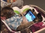 ウチの猫からスマホを取り上げようとすると・・・？