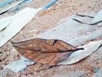 どうみても落ち葉にしか見えないが、羽を広げると色鮮やかな蝶々だった件