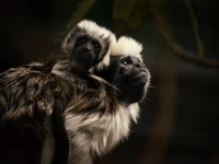 動物はなぜ、我が子以外でも愛情を注いで面倒を見るのか？利他的行為の意味を探る