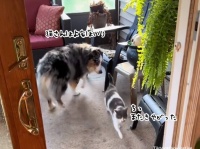 猫を家に誘導するお仕事をこなす牧羊犬のオーストラリアン・シェパード