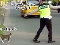 猫を誘導し道路を安全に渡らせる警察官と誘導される猫