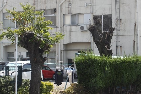 日当たりがよくなるように切られた木