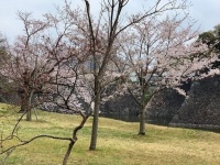 乾濠付近の桜も美しかった（写真撮影は、すべてJタウンネット編集部）