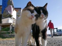 ハッピーバレンタイン！猫たちのイチャコラ画像で愛を育てよう