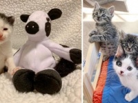 牛のぬいぐるみが唯一の親友だった保護子猫に、本物の猫の友達ができた！（アメリカ）